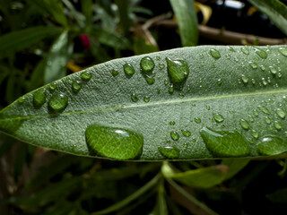 Gouttes de pluie sur feuillage verdoyant