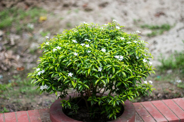 White flowers, tree leaves, and green background