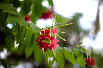 A Red flower, tree leaves, and green background blur