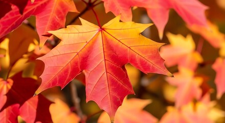Fototapeta premium Close-up of a vibrant maple leaf displaying autumn colors of red, orange, and yellow, surrounded by other leaves in a blurred background.