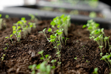 Green Seedlings Emerging From Rich Soil in a Garden During Daylight Hours
