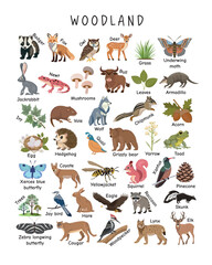 Obraz premium Woodland Animals and Nature Elements – Educational Poster for Kids. Fun illustrated chart showing woodland animals, plants, and insects to help kids explore forest biodiversity visually