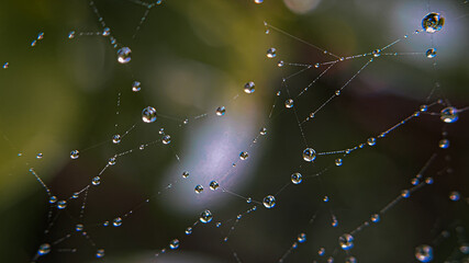 Detailed spider web with water drops after rain, shot close up on macro, natural phenomena in nature are visible on a blurred background.