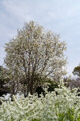 Landscape of trees with white flowers in spring