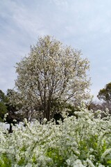 Fototapeta premium Landscape of white flowers in spring