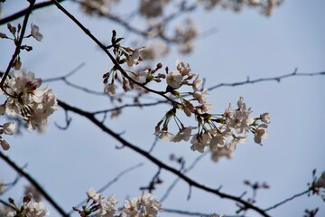 Close-up of cherry blossoms in spring