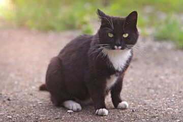 Young tuxedo cat sitting in the backyyard and sunbathing. 