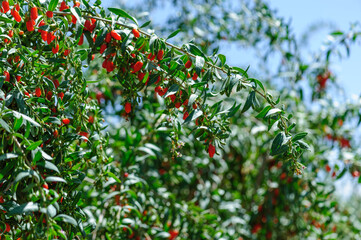 Goji berry fruits and plants in sunshine field