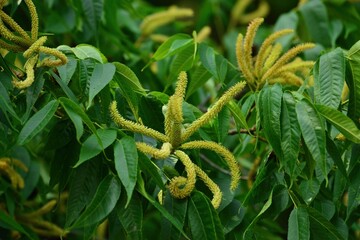 Full structure and seasonal growth of Aphananthe aspera (This image is part of the Aphananthe...