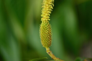 Full structure and seasonal growth of Aphananthe aspera (This image is part of the Aphananthe aspera series.)
