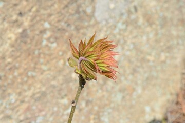 Spring sprout of Aphananthe aspera tree (This image is part of the Aphananthe aspera series.)
