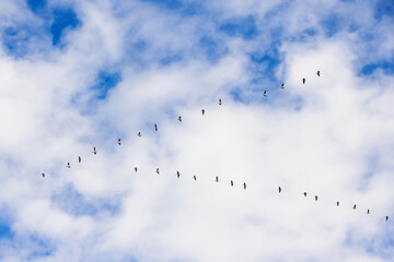 Geese flying in V formation in the sky