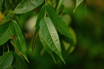 Full structure and seasonal growth of Aphananthe aspera (This image is part of the Aphananthe...