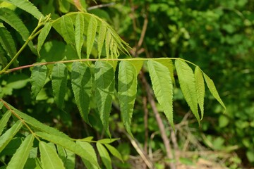 Full structure and seasonal growth of Aphananthe aspera (This image is part of the Aphananthe...