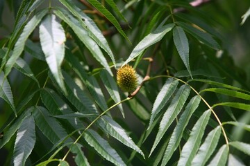 Full structure and seasonal growth of Aphananthe aspera (This image is part of the Aphananthe...