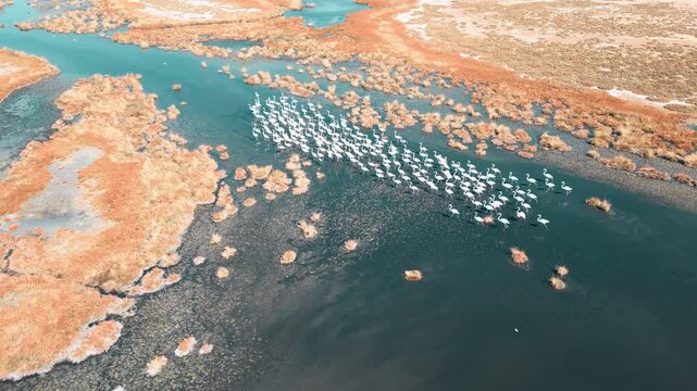 터키 술탄 습지 물 위를 날개짓하며 무리지어 걷는 홍학 떼 &ndash; 4K 드론 자연 영상
Flock of Flamingos Wading and Flapping Wings over Water at Sultan Marshes, Turkey | 4K Drone Nature Footage