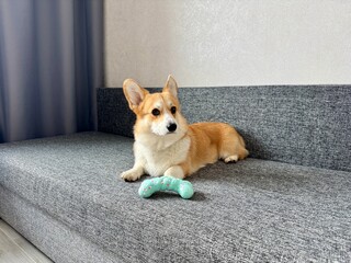 A serious corgi is relaxing on a gray sofa at home with his toy. High quality photo