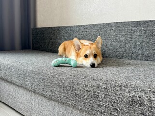 A serious corgi is relaxing on a gray sofa at home with his toy. High quality photo