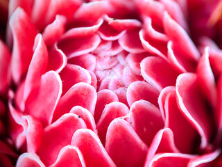 Close up of ginger flower (Etlingera elatior), macro shot of flower petals