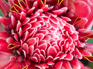 Close up of ginger flower (Etlingera elatior), macro shot of flower petals