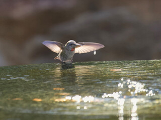 Humming bird in bird bath