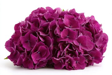 Purple Hydrangea Bouquet On White Background