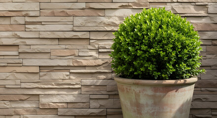 A perfectly rounded green shrub in a terracotta pot against a stacked stone wall