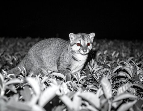 Bushytailed olingo gazing warily in dark foliage