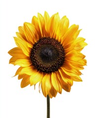 Fototapeta premium Close Up Detailed Yellow Sunflower