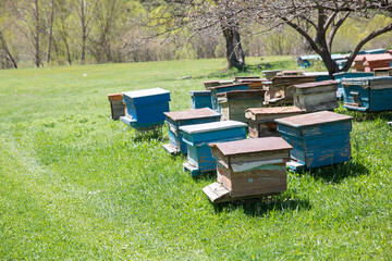 Bee bee houses in a blooming garden spring