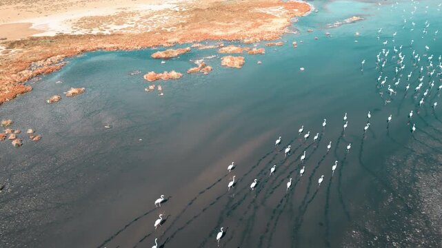 갈대밭 옆 물가에서 날개짓하며 무리지어 걷는 홍학 떼 &ndash; 터키 카이세리 술탄 습지 4K 영상
Flamingos Wading and Flapping Wings near Reeds | Kayseri Sultan Marshes Turkey 4K Footage

