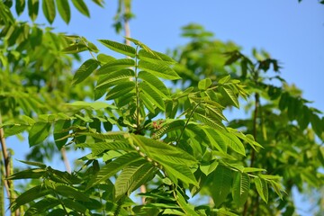 This image documents various parts of the Manchurian walnut tree including compound leaves, green fruits, bark texture, and a mature seed. It shows the seasonal progression and morphological features 