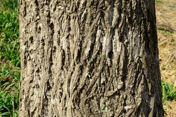 This image documents various parts of the Manchurian walnut tree including compound leaves, green fruits, bark texture, and a mature seed. It shows the seasonal progression and morphological features 