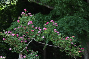 花の女王