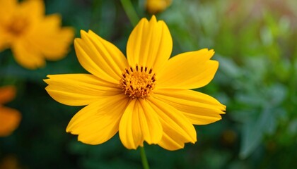 Vibrant Yellow Cosmos Flower in a Lush Garden
