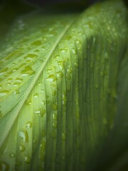 Fresh dew drops on tropical green turmeric leaves with a clear texture and bokeh background. Ideal...