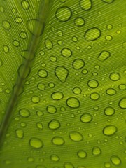 Natural dew drops on a tropical green canna leaf, shot in macro with light coming from below, the details of the leaf veins are clearly visible and fresh, suitable for natural and organic themes.