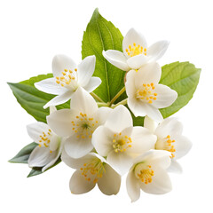 Obraz premium white jasmine flowers