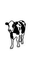 black and white cow