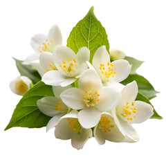 Obraz premium white jasmine flowers