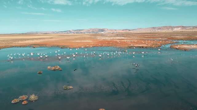 터키 카이세리 술탄 습지에서 펼쳐지는 홍학 떼의 날개짓과 걷는 군무 &ndash; 4K 자연 영상
Flamingos Flapping Wings and Walking in Flock at Kayseri Sultan Marshes, Turkey | 4K Nature Footage

