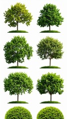 Fototapeta premium Seasonal Tree Variations Green Lush Foliage Isolated on White Background.