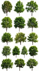 Collection of Lush Green Trees Isolated on White Background Perfect for Design Projects.