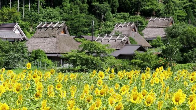 ヒマワリが咲く美山かやぶきの里の夏