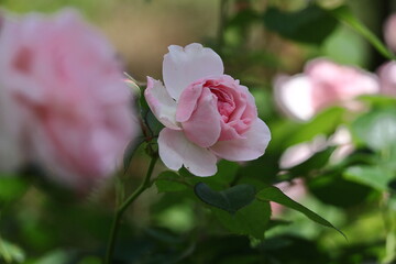 花の女王
