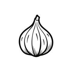 hand drawn illustration of garlic with individual  