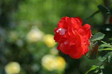 花の女王