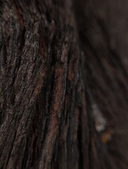 The surface of the tree's bark is rough in texture and dark brown in color, and the wood grain is clearly visible.