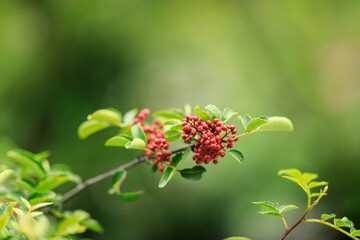 Sichuan Pepper grow on tree
