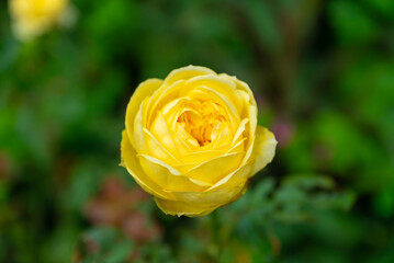 Close up of bloom my yellow rose plant with bright yellow flowers and green leaves on a beautiful...